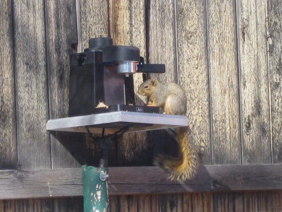 Best ideas about Squirrel Feeder DIY
. Save or Pin 18 Creative DIY Squirrel Feeder Plans From Simple Materials Now.