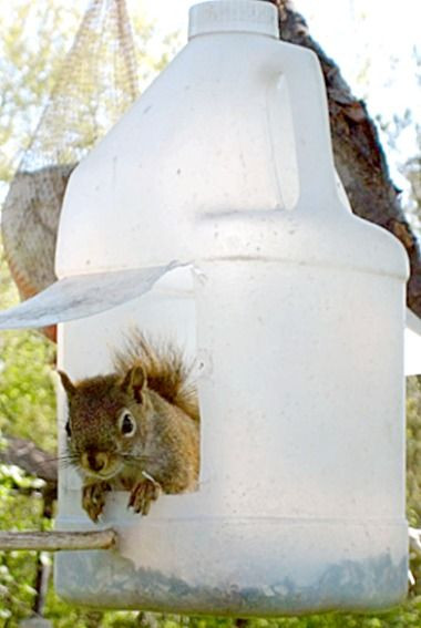 Best ideas about Squirrel Feeder DIY
. Save or Pin 25 unique Squirrel feeder ideas on Pinterest Now.