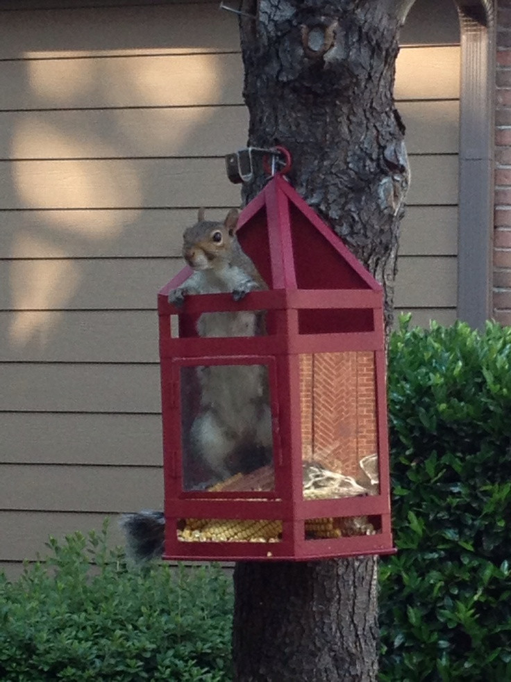 Best ideas about Squirrel Feeder DIY
. Save or Pin 43 best Squirrels images on Pinterest Now.
