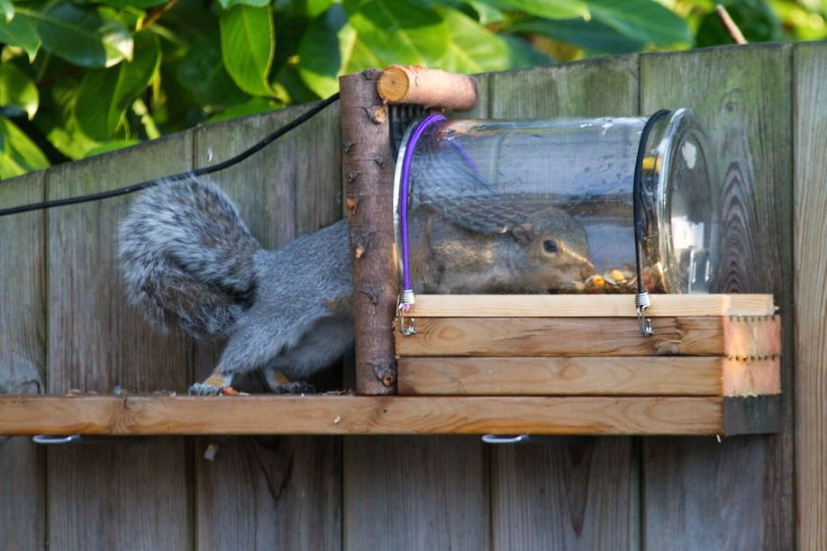 Best ideas about Squirrel Feeder DIY
. Save or Pin Not JUST for Nest Boxes – Getting Creative with your Nest Now.