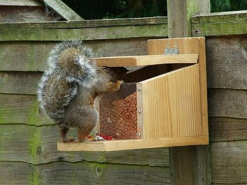 Best ideas about Squirrel Feeder DIY
. Save or Pin build squirrel feeders Backyard Farming Now.