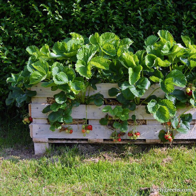 Best ideas about Strawberry Garden Ideas
. Save or Pin 9 Recycled Projects and Ideas for your Garden Garden Now.