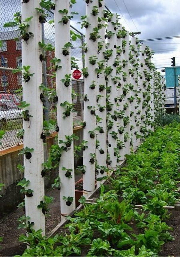 Best ideas about Strawberry Garden Ideas
. Save or Pin 20 Cool Vertical Gardening Ideas Hative Now.