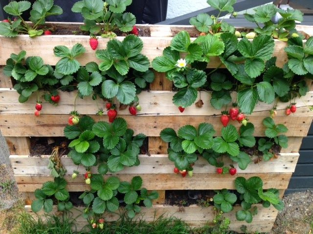 Best ideas about Strawberry Garden Ideas
. Save or Pin pallet strawberry planter Marble Gardens Now.