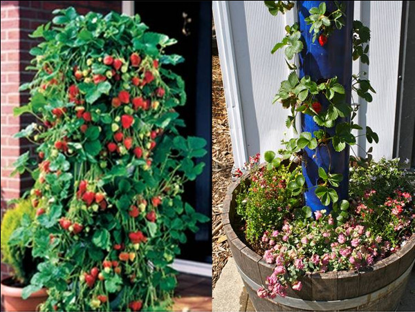 Best ideas about Strawberry Garden Ideas
. Save or Pin Strawberry Vertical Garden Made From PVC Tubes Find Fun Now.