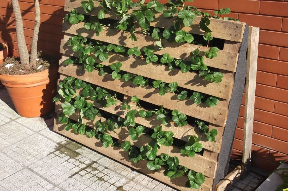 Best ideas about Strawberry Garden Ideas
. Save or Pin Pallet Used as Strawberries Garden Now.