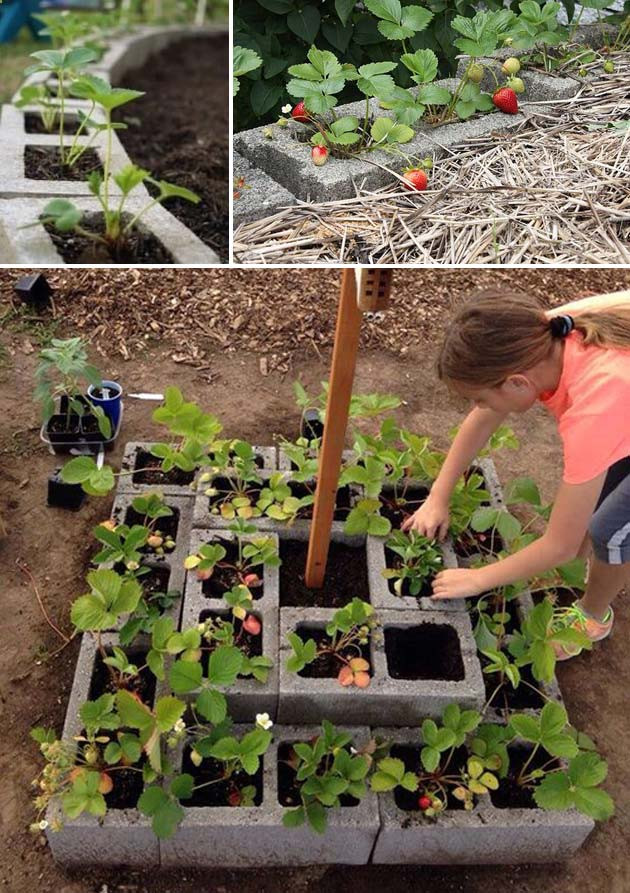 Best ideas about Strawberry Garden Ideas
. Save or Pin DIY Saving Space Ideas for Growing Strawberries Now.