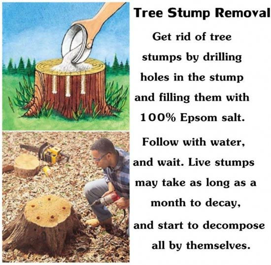 Best ideas about Stump Removal DIY
. Save or Pin 49 Super Crazy Everyday Life hacks You Never Thought Now.