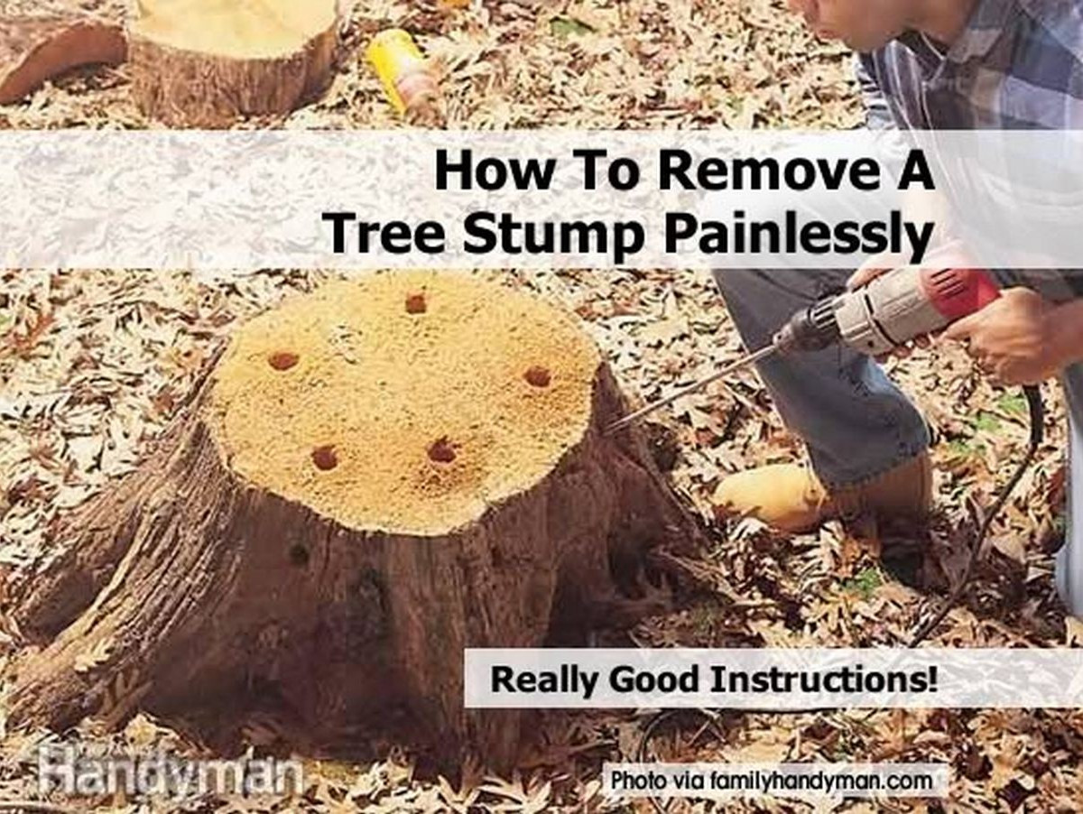 Best ideas about Stump Removal DIY
. Save or Pin Janine Alexander Now.