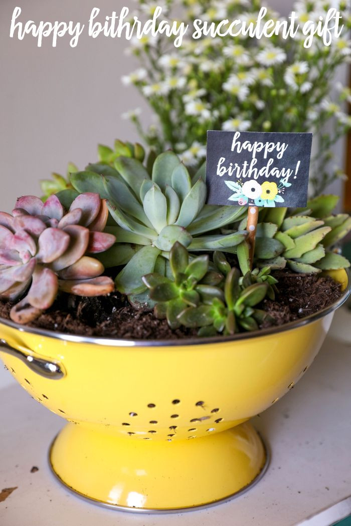 Best ideas about Succulent Gift Ideas
. Save or Pin Best 25 Succulent ts ideas on Pinterest Now.