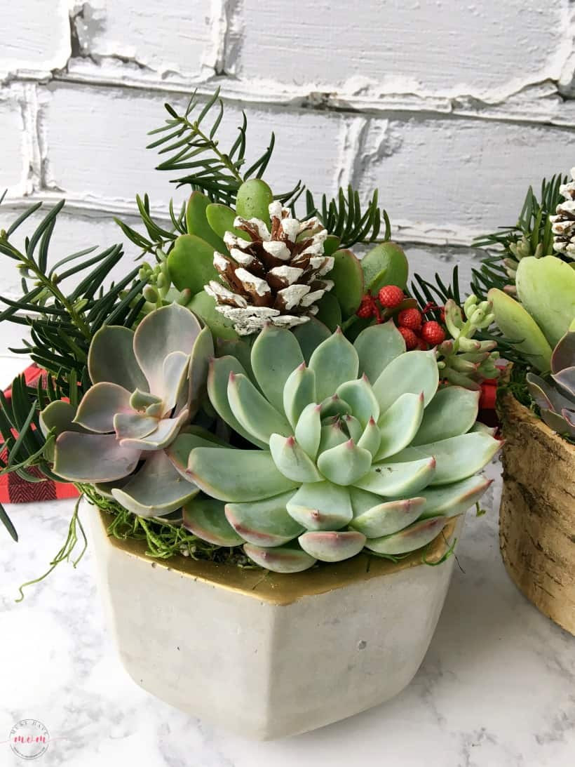 Best ideas about Succulent Gift Ideas
. Save or Pin DIY Sangria & Succulents Gift Basket Ideas Must Have Mom Now.