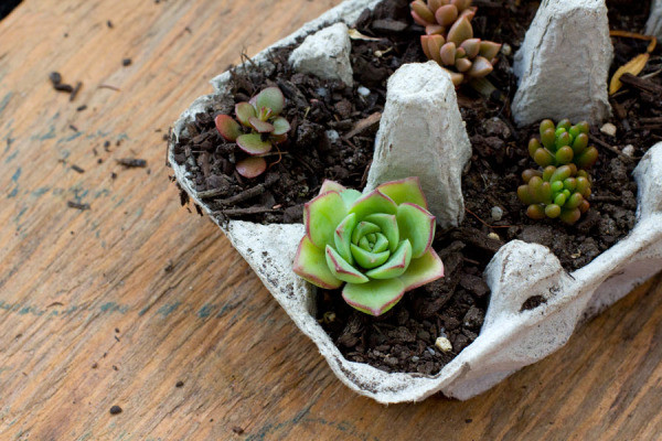 Best ideas about Succulent Gift Ideas
. Save or Pin Egg carton Succulents Succulent Gift Ideas Now.