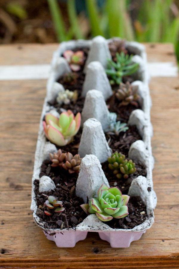 Best ideas about Succulent Gift Ideas
. Save or Pin Egg carton Succulents Succulent Gift Ideas Now.