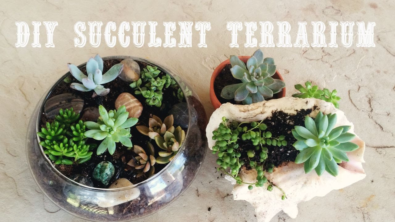 Best ideas about Succulent Terrarium DIY
. Save or Pin DIY Terrarium with Succulents Now.