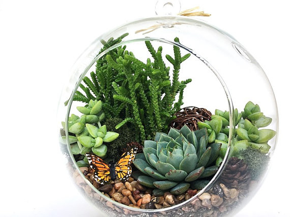 Best ideas about Succulent Terrariums DIY
. Save or Pin Succulent Terrarium DIY Kit Woodsy6 inch Now.