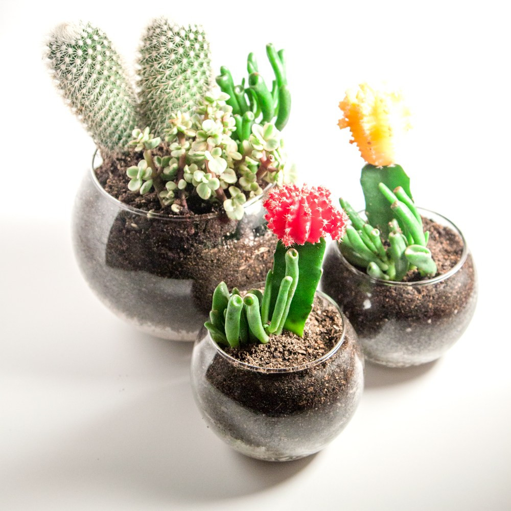 Best ideas about Succulent Terrariums DIY
. Save or Pin DIY Succulent & Cactus Terrariums thesassylife Now.
