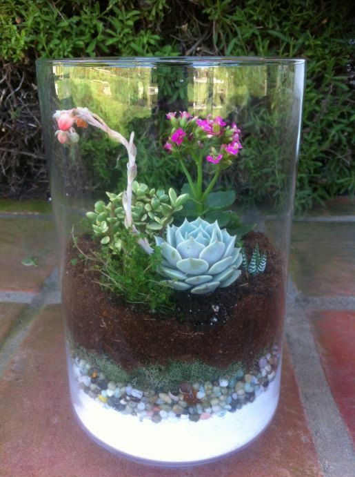 Best ideas about Succulent Terrariums DIY
. Save or Pin Succulent Plant DIY Terrarium Kit by SucculentOasis on Now.