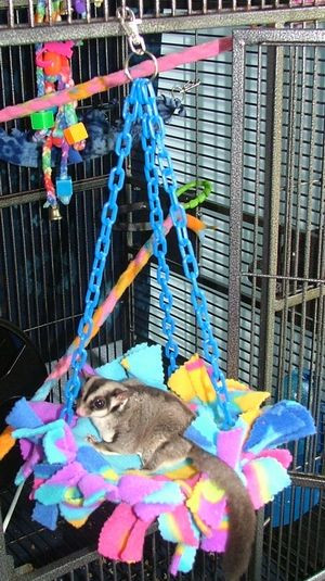 Best ideas about Sugar Glider Toys DIY
. Save or Pin DIY No Sew Sugar Glider Trampoline Second Hope Circle Now.