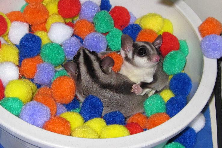Best ideas about Sugar Glider Toys DIY
. Save or Pin Sugarglider Gliderpedia Question What kind of toys Now.