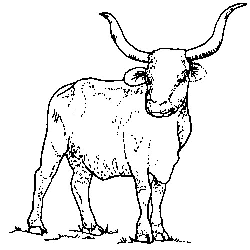 Best ideas about Texas Coloring Pages For Kids
. Save or Pin TPWD Kids Texas Symbols Longhorn Now.