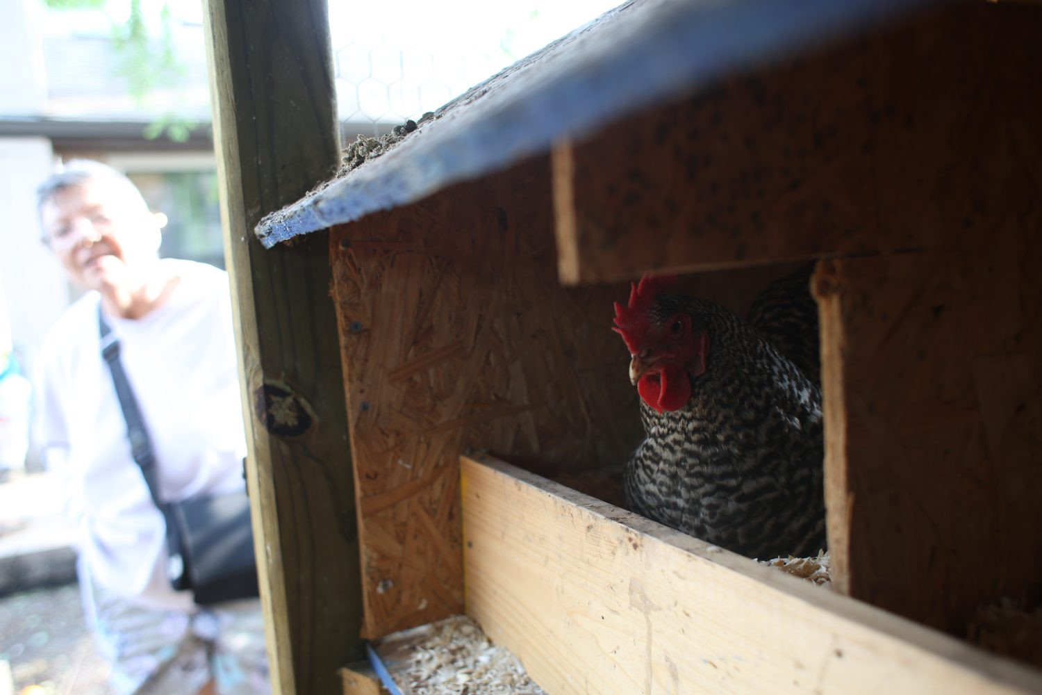 Best ideas about The Backyard Gainesville
. Save or Pin Backyard Hens Chicken Coops on the Rise in Gainesville Now.