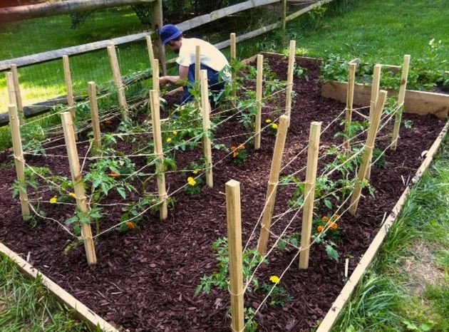 Best ideas about Tomato Cages DIY
. Save or Pin DIY tomato cages garden Now.