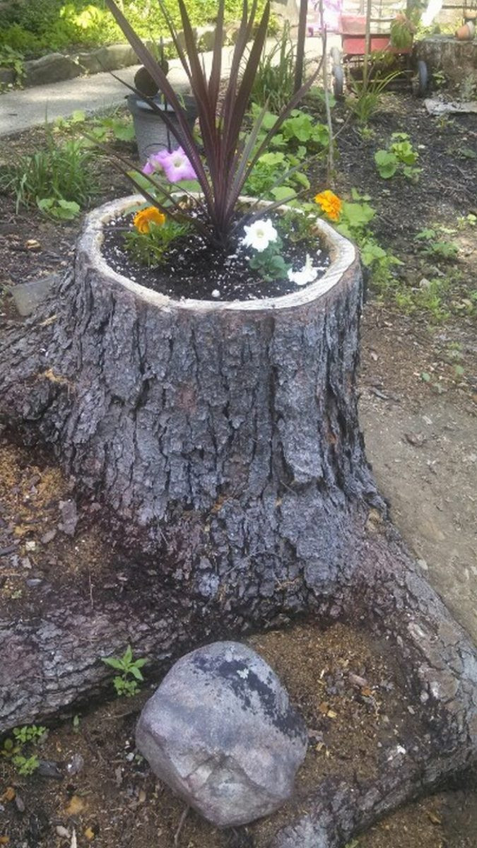 Best ideas about Tree Stump Planter
. Save or Pin Turn an ugly tree stump into a beautiful planter Now.