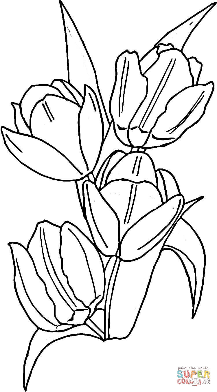 Best ideas about Tulip Coloring Pages
. Save or Pin Tulips coloring page Now.