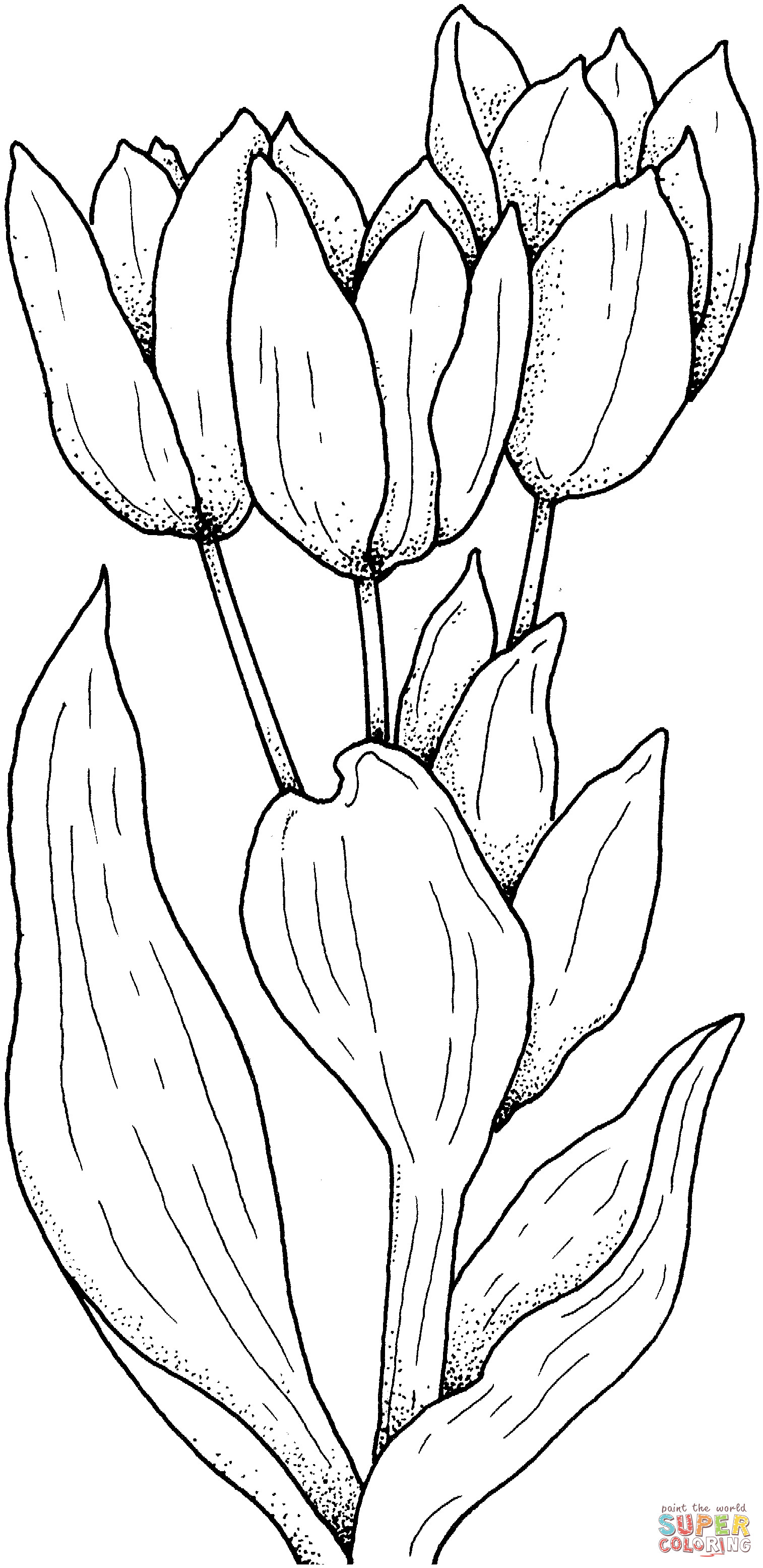 Best ideas about Tulip Coloring Pages
. Save or Pin Tulips Flower coloring page Now.