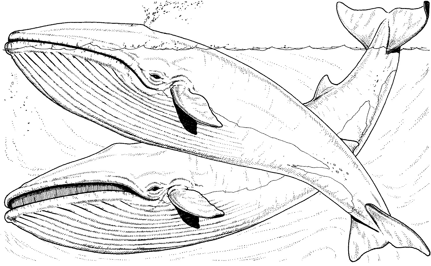 Best ideas about Whale Coloring Book Pages
. Save or Pin Free Whale Coloring Pages Now.
