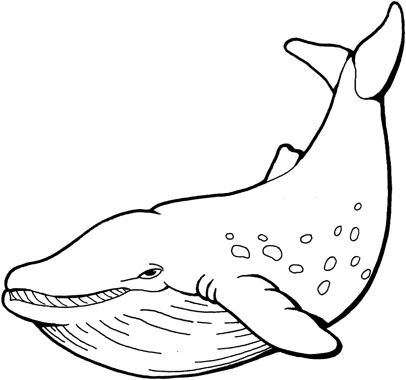 Best ideas about Whale Coloring Book Pages
. Save or Pin Whale Coloring Pages Now.