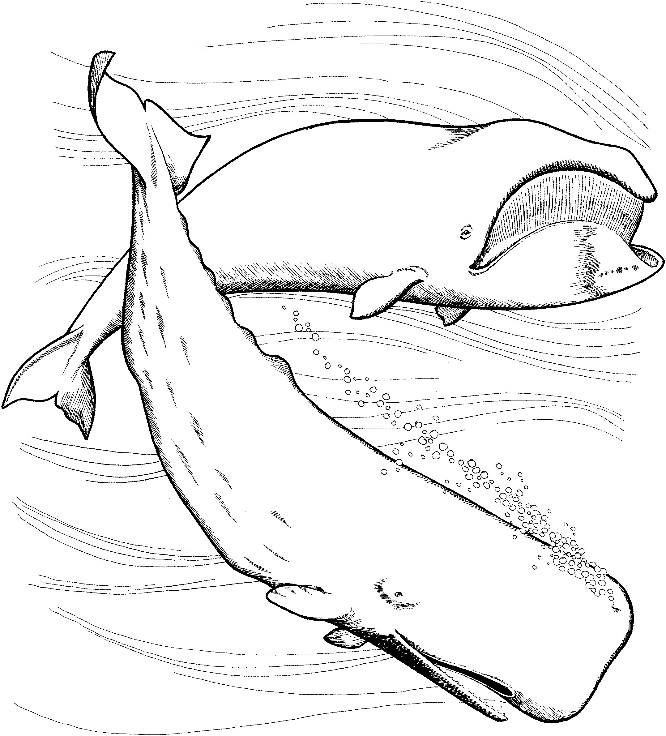 Best ideas about Whale Coloring Book Pages
. Save or Pin Whale Coloring Pages Now.
