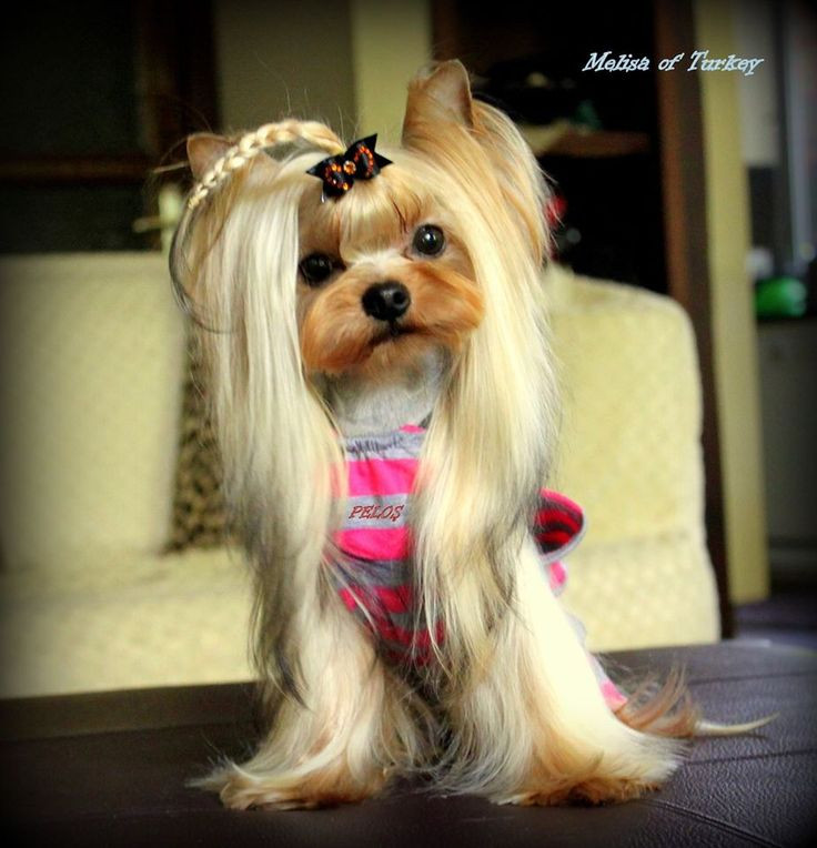 Best ideas about Yorkie Hairstyles For Females
. Save or Pin Best 20 Yorkie hairstyles ideas on Pinterest Now.