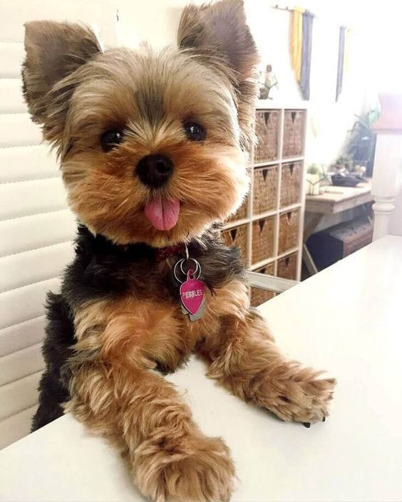 Best ideas about Yorkie Hairstyles For Females
. Save or Pin Best 25 Yorkie ideas on Pinterest Now.