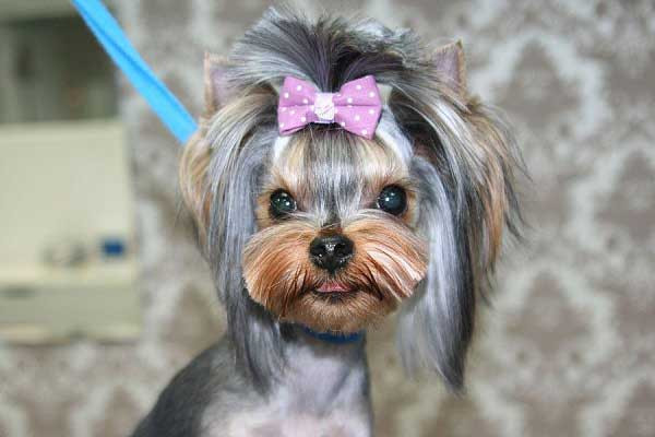 Best ideas about Yorkie Hairstyles For Females
. Save or Pin Yorkie Haircuts 100 Yorkshire terrier Hairstyles Now.