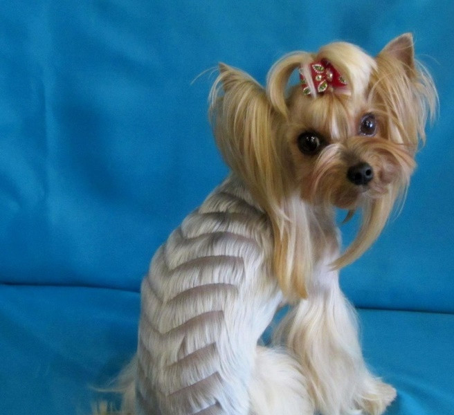 Best ideas about Yorkie Hairstyles For Females
. Save or Pin Yorkie haircuts for males and females 60 pictures Now.