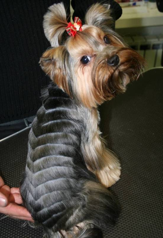 Best ideas about Yorkie Hairstyles For Females
. Save or Pin Yorkie haircuts for males and females 60 pictures Now.