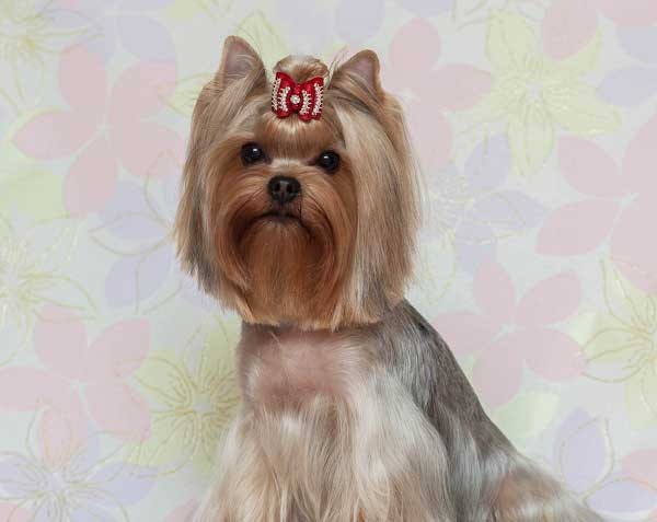 Best ideas about Yorkie Hairstyles For Females
. Save or Pin Yorkie Haircuts 100 Yorkshire terrier Hairstyles Now.
