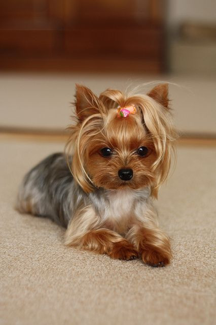 Best ideas about Yorkie Hairstyles For Females
. Save or Pin 15 Must see Yorkshire Terrier Haircut Pins Now.