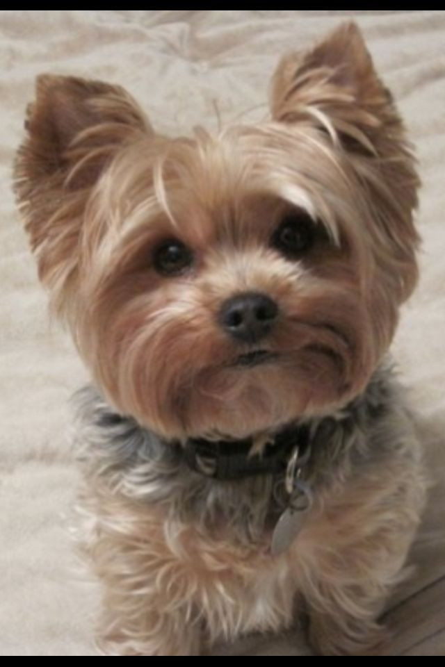 Best ideas about Yorkie Hairstyles For Females
. Save or Pin 3c2b3cc6436de76da1cb66a7a692d0a3 640×960 pixels Now.