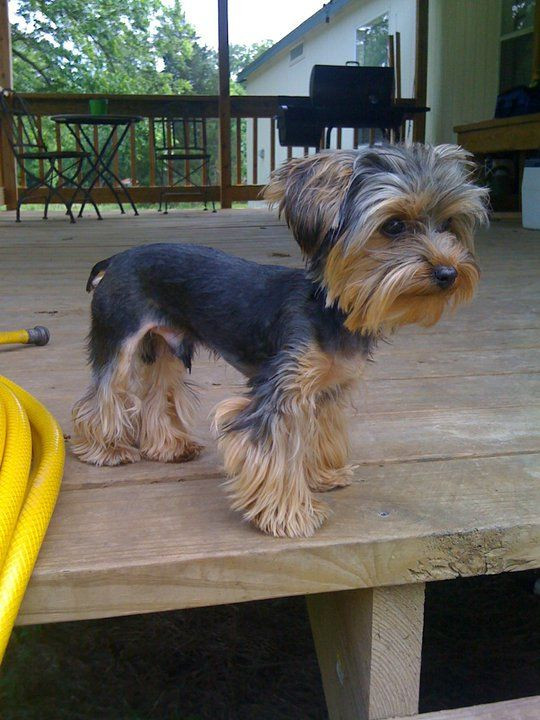 Best ideas about Yorkie Hairstyles For Males
. Save or Pin Male yorkie cute hair cut Gus Yorkie Now.