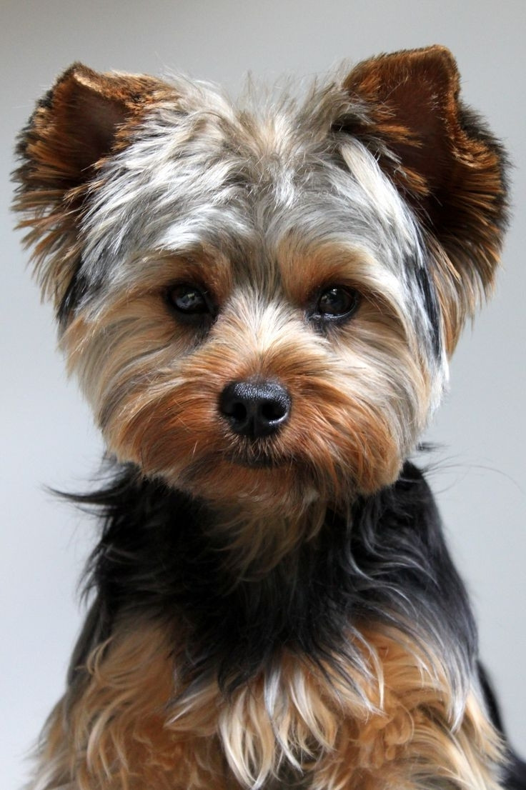 Best ideas about Yorkie Hairstyles For Males
. Save or Pin Yorkie Hairstyles For Males Now.